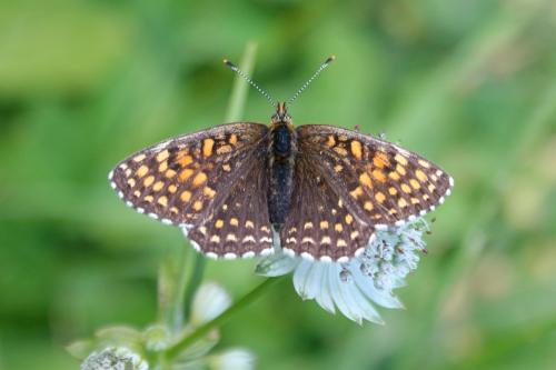 Melitaea diamina